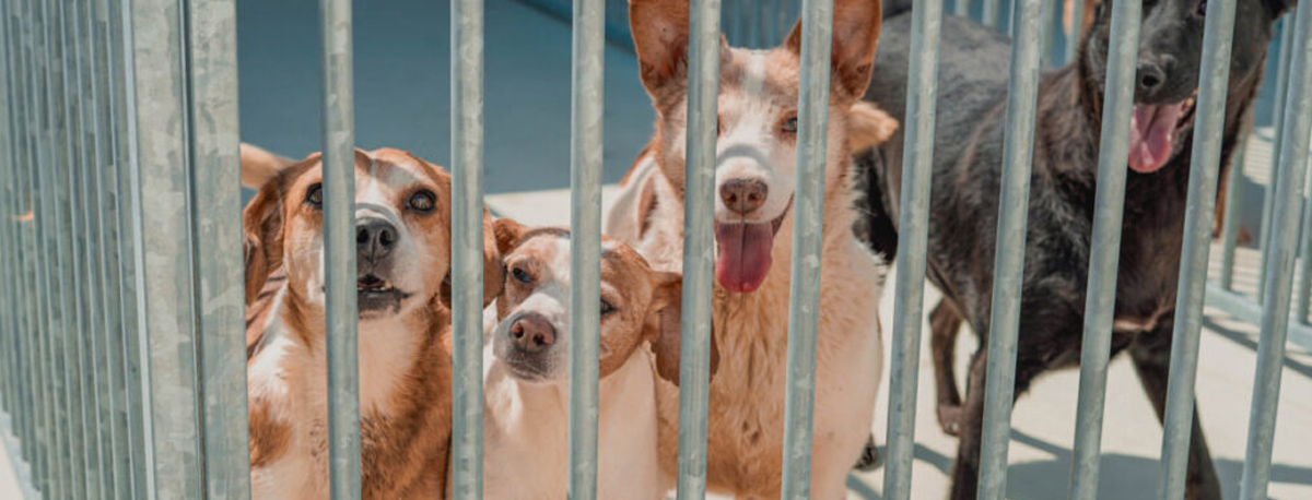 Imagem de Açores com cerca de mil cães nos centros de recolha oficial ou canis