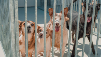 Imagem de Açores com cerca de mil cães nos centros de recolha oficial ou canis