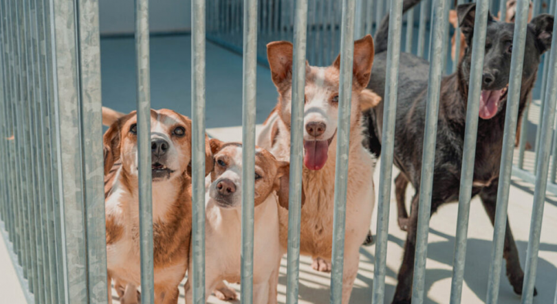 Imagem de Açores com cerca de mil cães nos centros de recolha oficial ou canis