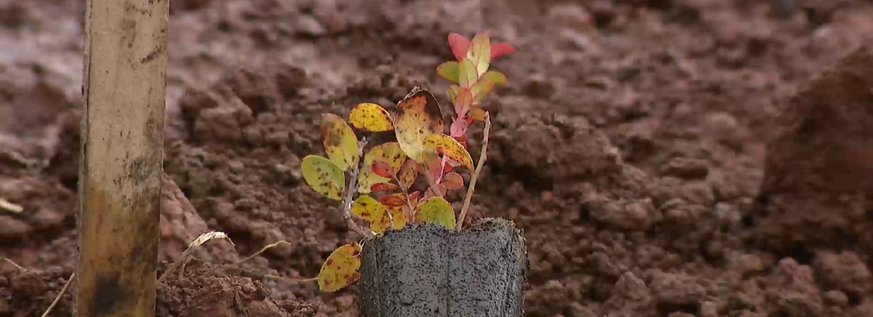 Imagem de Dia Mundial da Terra: Empresa transforma pedreira numa nova floresta
