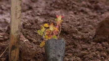 Imagem de Dia Mundial da Terra: Empresa transforma pedreira numa nova floresta