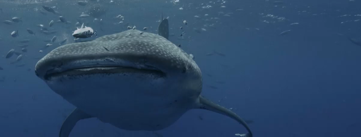 Imagem de Investigadores consideram ‘A Ilha dos Gigantes’ contributo valioso para conhecimento científico sobre o tubarão-baleia