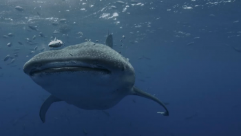 Imagem de Investigadores consideram ‘A Ilha dos Gigantes’ contributo valioso para conhecimento científico sobre o tubarão-baleia