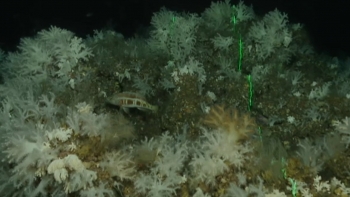 Imagem de Jardim de coral único no mundo foi descoberto ao largo da ilha do Faial