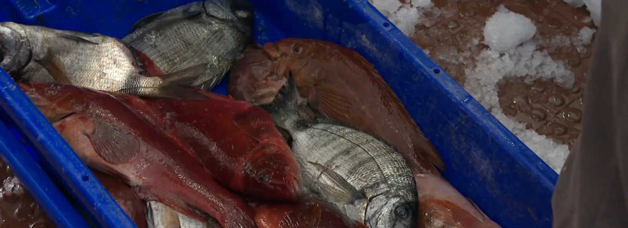 Imagem de Pescadores e comerciantes queixam-se do agravamento das taxas de Handling da SATA