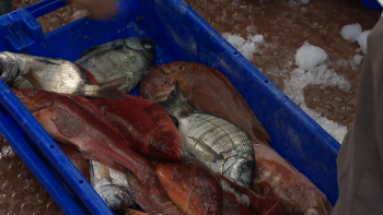 Imagem de Pescadores e comerciantes queixam-se do agravamento das taxas de Handling da SATA