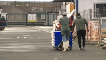 Imagem de IL acusa Governo Regional de “estar a matar” o setor das pescas