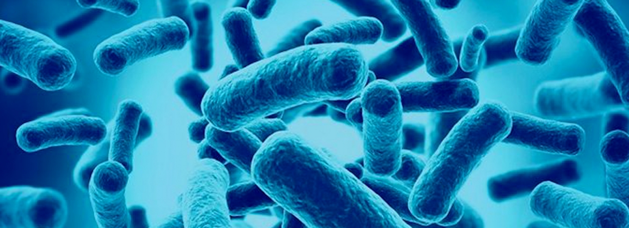 Imagem de Existem estudos que colocam em causa os benefícios dos probióticos na saúde