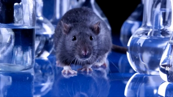 Imagem de Homem detido por suspeita de tentar matar irmão nos Açores