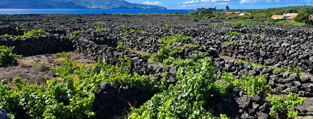 Imagem de Produtores de vinho do Pico temem redução da produção