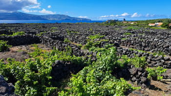 Instituto da Vinha e do Vinho dos Açores reforça promoção nos mercados internacionais