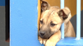 Imagem de Canis sobrelotados nos Açores: Média de abandono superior à nacional