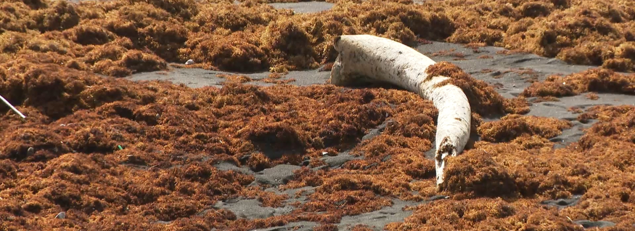 Imagem de Governo dos Açores admite falta de solução imediata para algas invasoras