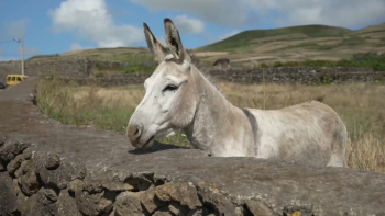 Raça autóctone do burro anão da Graciosa ainda corre risco de extinção