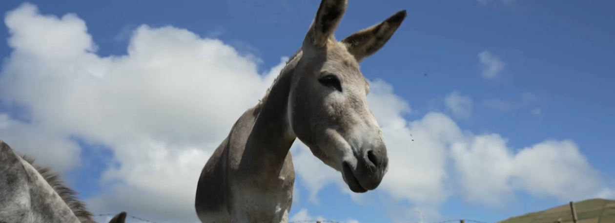 Imagem de Burro anão da Graciosa ainda corre risco de extinção