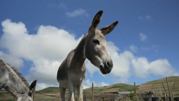 Burro anão da Graciosa ainda corre risco de extinção