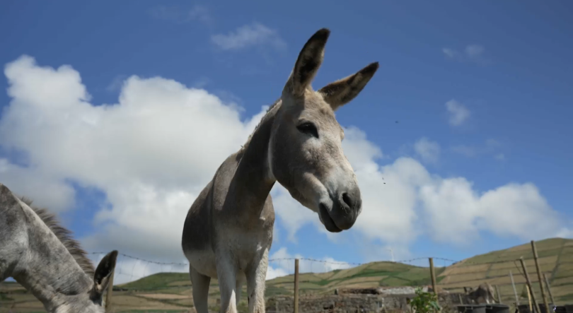 Burro anão da Graciosa ainda corre risco de extinção