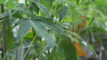 Consumo de cannabis cresce entre os mais jovens na Terceira