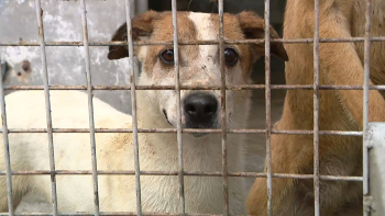 BE quer quadro legal para quem acolhe animais