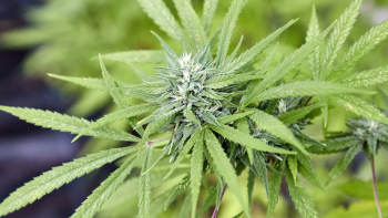 Homem detido em flagrante delito na posse de 58 plantas de cannabis