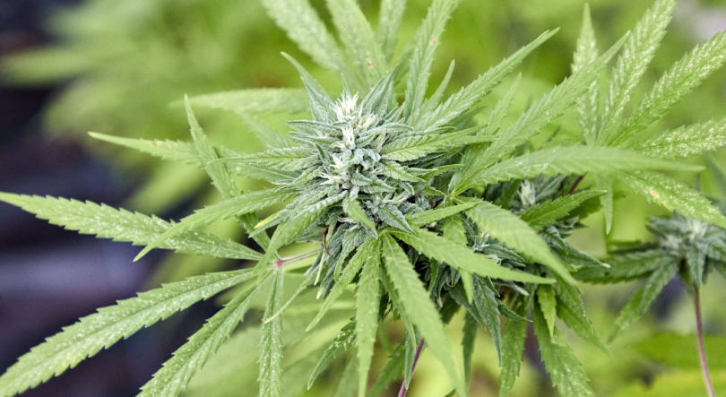 Homem detido em flagrante delito na posse de 58 plantas de cannabis
