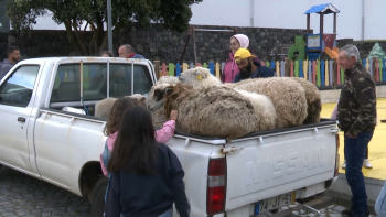 Corvo com excesso de gado caprino e ovino