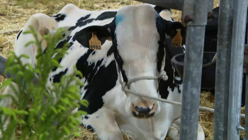 Feira Agrícola e Comercial do Faial promove vitalidade do setor
