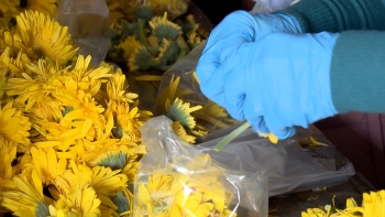 Imagem de Santo Cristo dos Milagres: 30 mil gerberas foram oferecidas este ano