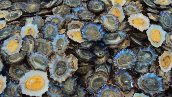 Exportação de lapas dos Açores para a Madeira aumentou mais de 13 toneladas