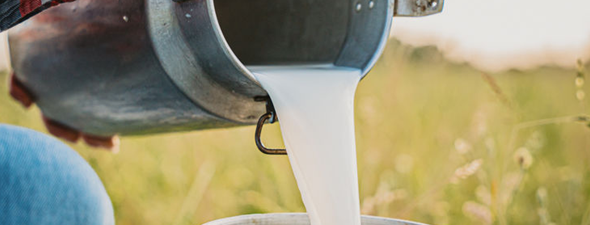Imagem de Unileite baixa 2 cêntimos preço pago ao produtor: Associação Agrícola de São Miguel já reagiu