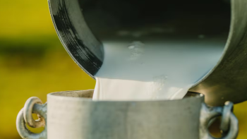 Imagem de Excesso de produção de leite em São Jorge gera dificuldade na venda do queijo