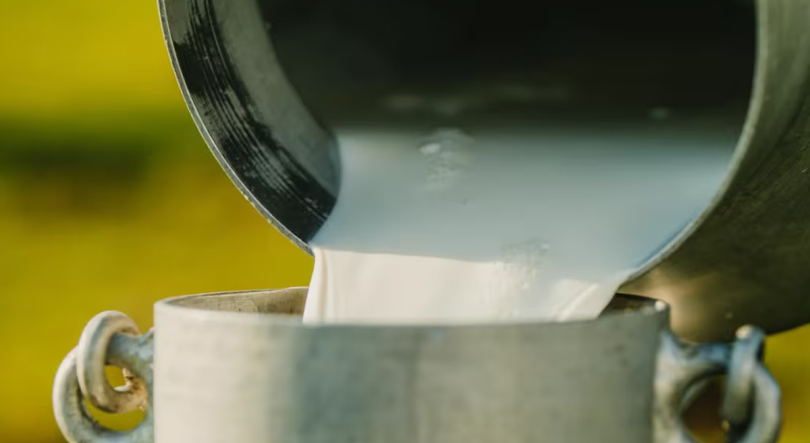 Primeiro leite biológico dos Açores em risco de deixar de ser produzido