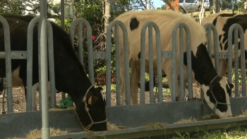 Imagem de Setor agrícola está preocupado com consequências da guerra
