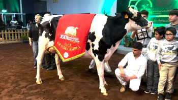 Vaca campeã do Concurso Holstein Frísia é dos Ginetes