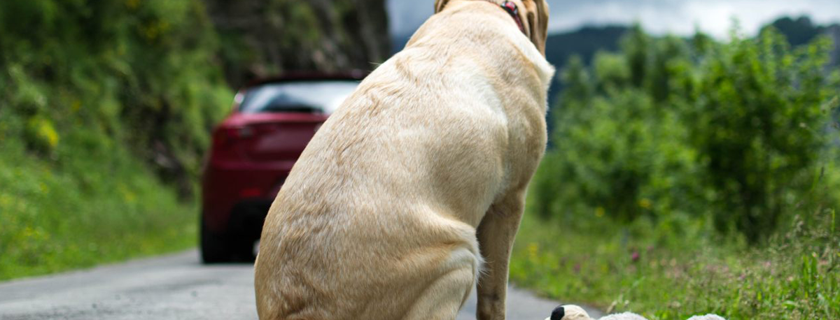 Imagem de Abandono de animais de companhia: Açores com o rácio mais elevado do país