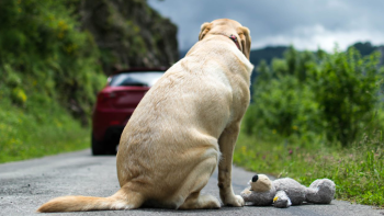 Imagem de Abandono de animais de companhia: Açores com o rácio mais elevado do país