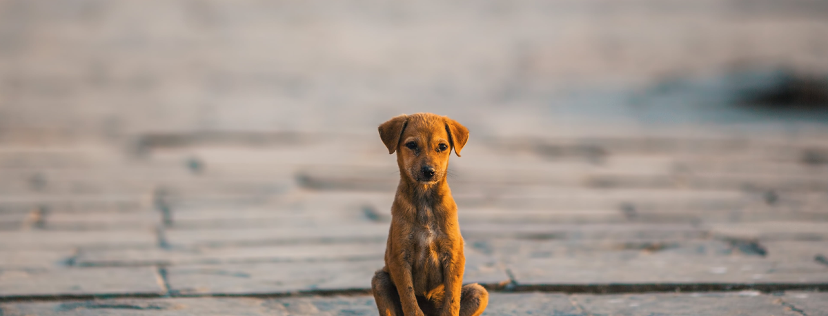Imagem de Abandono de animais de companhia: Açores continuam a registar rácio mais elevado do país