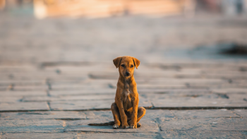 Abandono de animais de companhia: Açores continuam a registar rácio mais elevado do país
