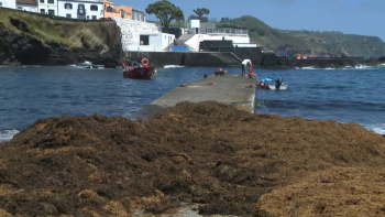 Algas invasoras dificultam trabalho dos pescadores
