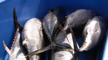 Associação de Produtores de Atum e Similares diz haver falta entendimento no preço do pescado