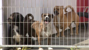 Abandono animais: Açores com rácio superior à média nacional
