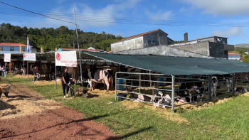 Feira Agrícola de São Jorge: Agricultores pedem melhores caminhos agrícolas