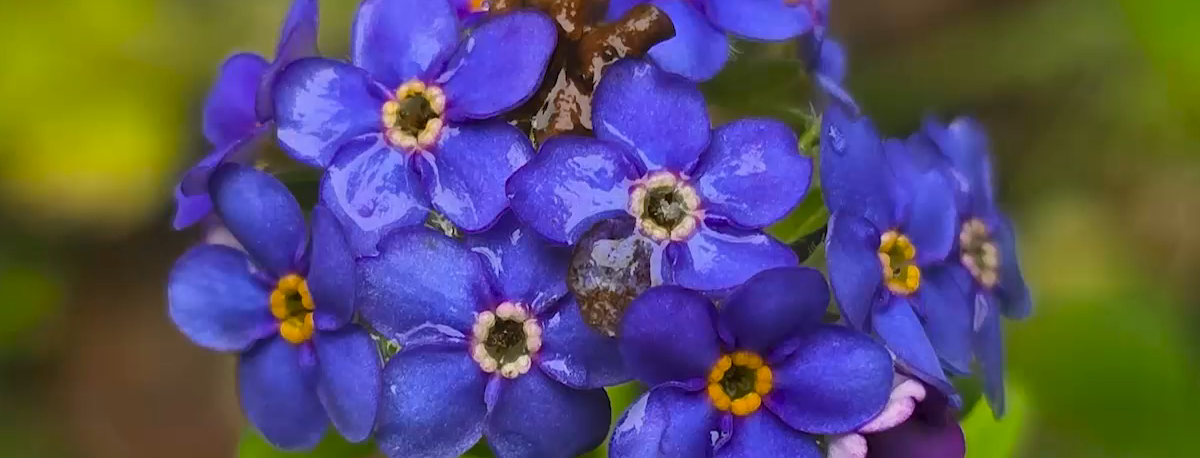 Imagem de Plantas terrestres em risco de extinção nos Açores