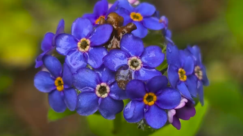 Plantas terrestres em risco de extinção nos Açores