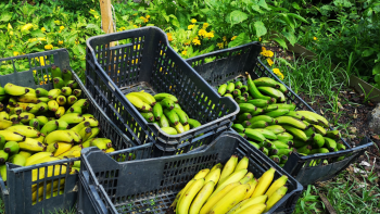 Apoios Fruticultura: Produtores defendem incentivo para os primeiros 5 anos