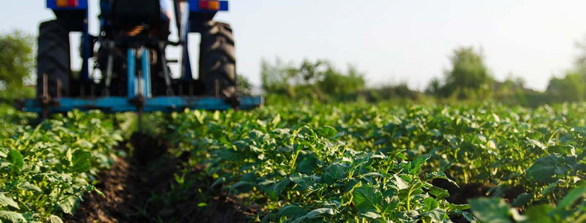Imagem de Condições meteorológicas provocam quebras nas produções agrícolas