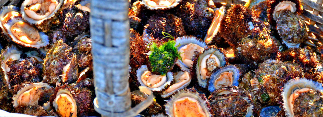 Imagem de Federação das Pescas apela ao cumprimento da lei no dia em que começa a apanha de lapas nos Açores