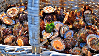 Federação das Pescas apela ao cumprimento da lei no dia em que começa a apanha de lapas nos Açores