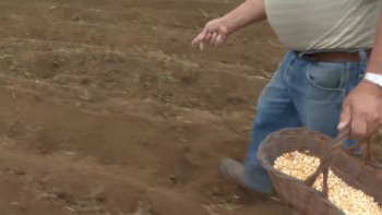 Agricultores da Graciosa recriam sementeira à moda antiga