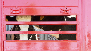 Provedora do Animal nos Açores defende redução do transporte marítimo de gado vivo